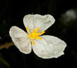 Brazilian waterweed